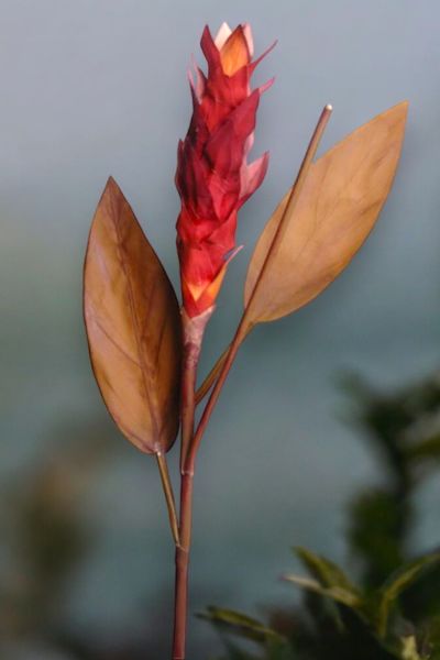 Tropikal Ginger 90cm Bordo