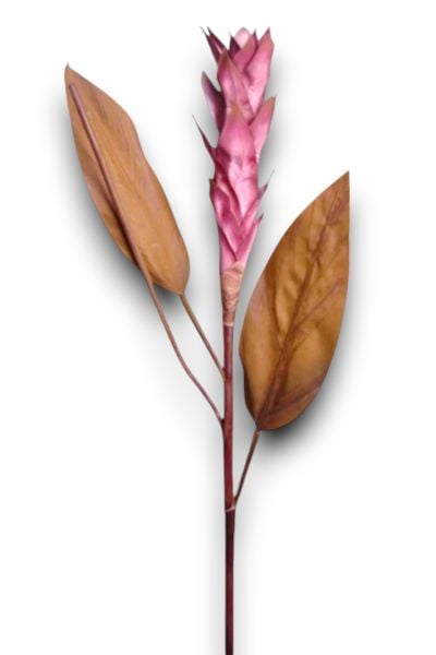 Tropikal Ginger 90cm Mor
