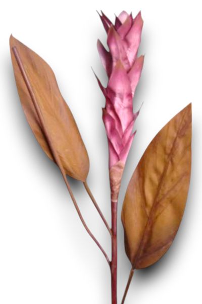 Tropikal Ginger 90cm Mor