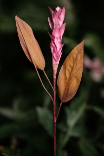 Tropikal Ginger 90cm Mor