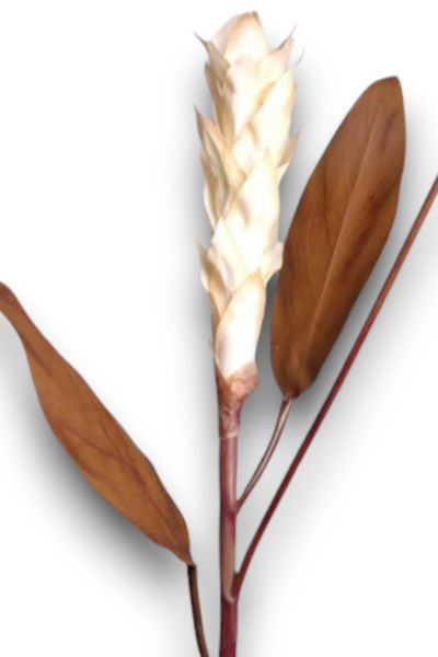 Tropikal Ginger 90cm Krem