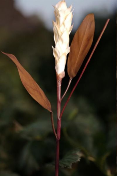 Tropikal Ginger 90cm Krem