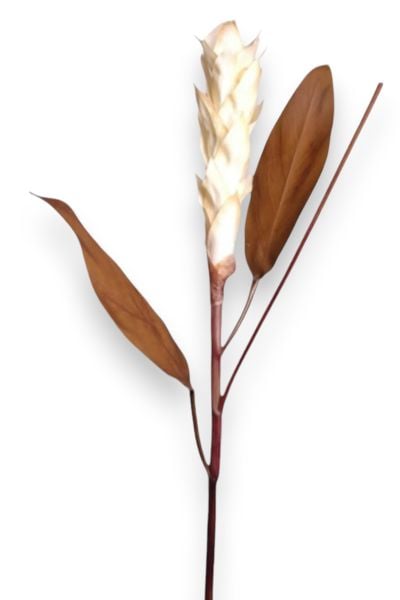 Tropikal Ginger 90cm Krem