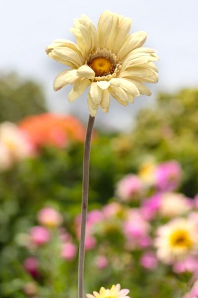 Yapay Çiçek Papatya Gerbera 63cm Krem