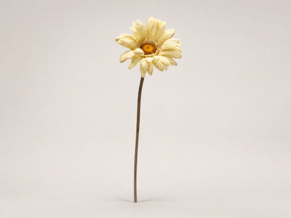 Yapay Gerbera Papatya 63 cm Krem