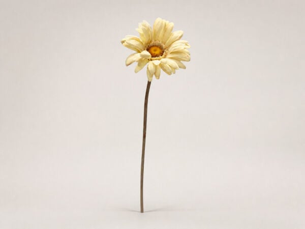 Yapay Gerbera Papatya 63 cm Krem