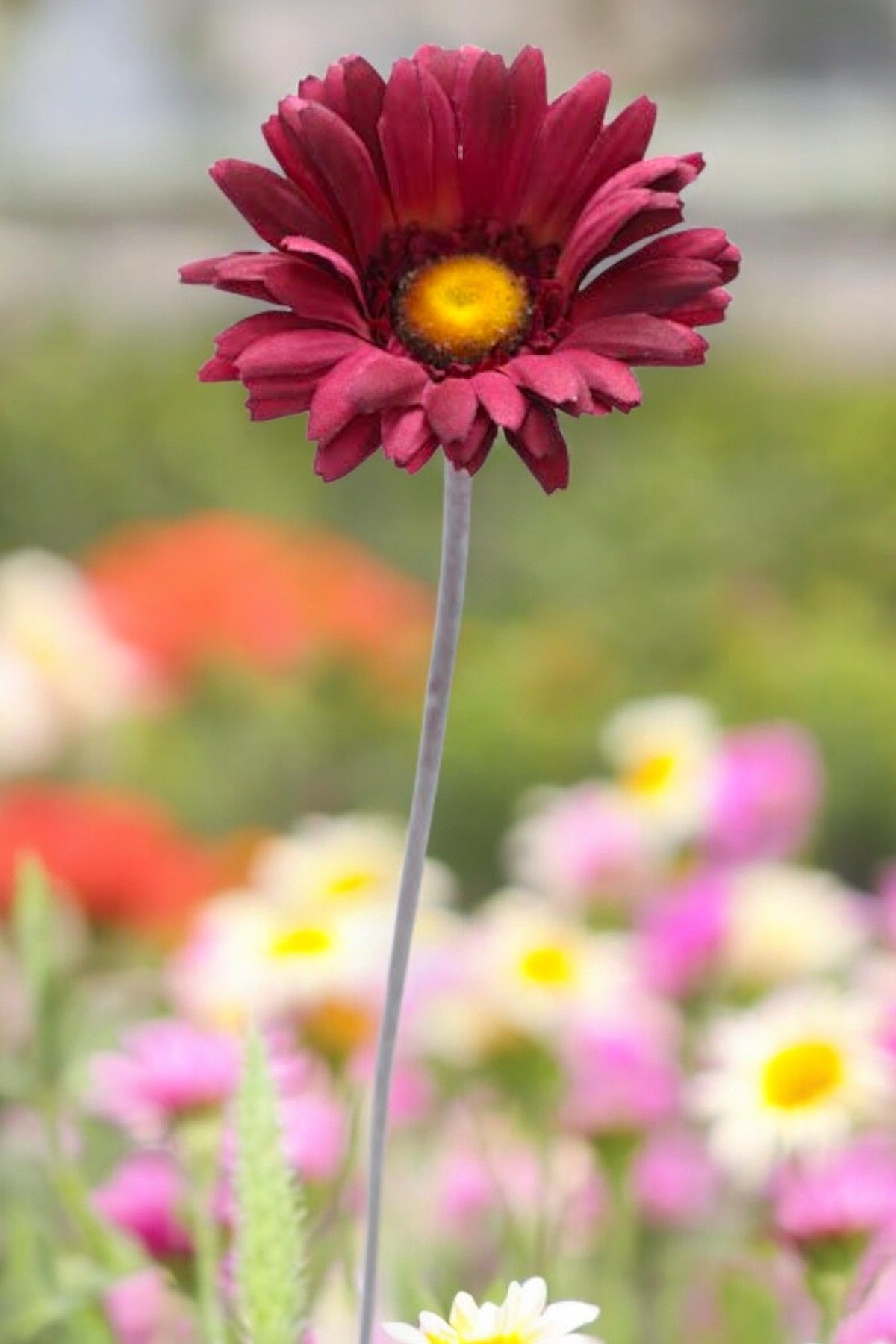Yapay Çiçek Papatya Gerbera 63cm Mor