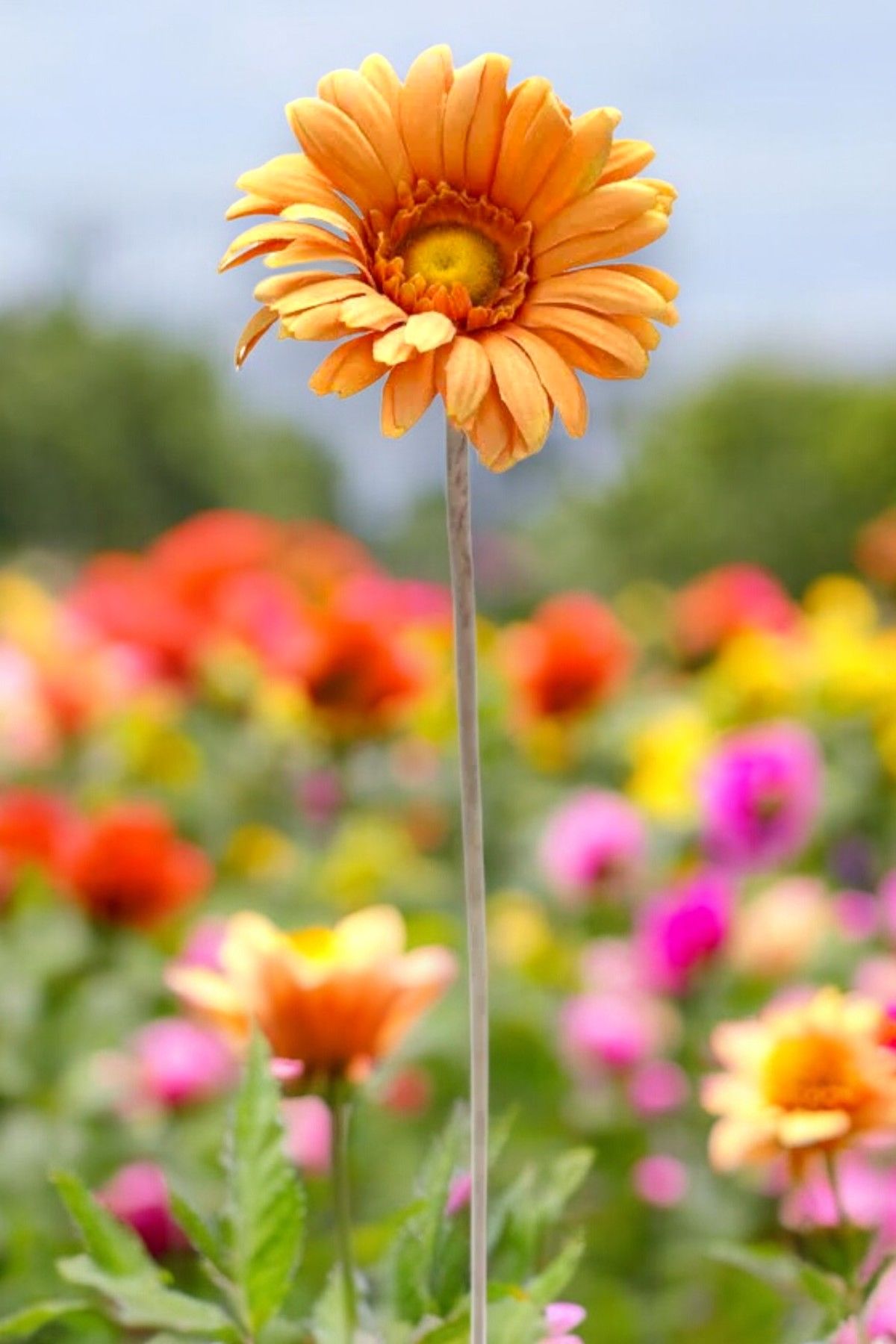 Yapay Çiçek Papatya Gerbera 63cm Turuncu