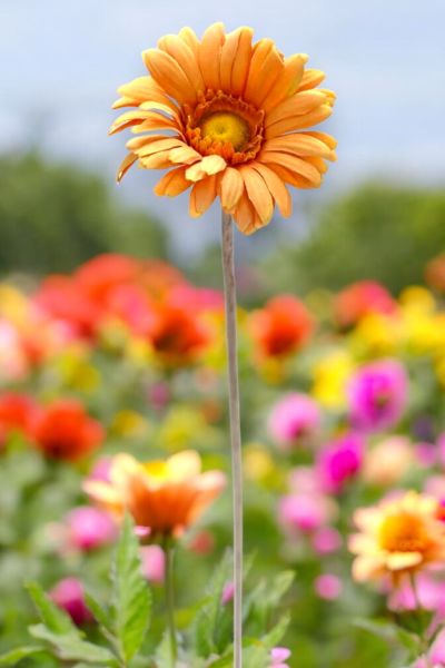 Yapay Çiçek Papatya Gerbera 63cm Turuncu