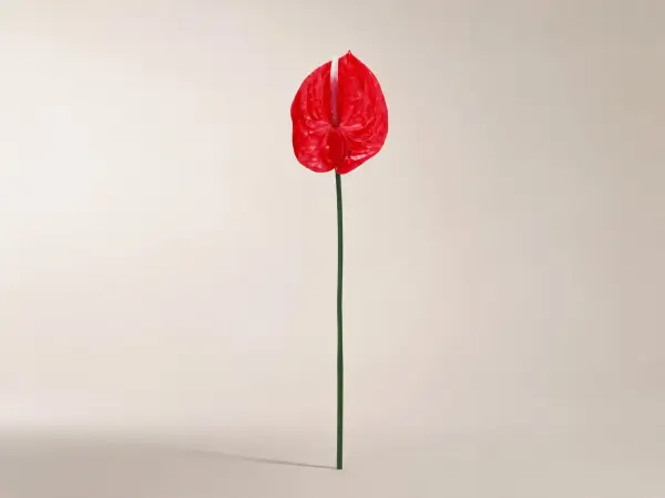 Kırmızı Yapay Antoryum Dalı 60 cm