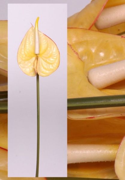 Yapay Çiçek Antoryum 66cm Sarı