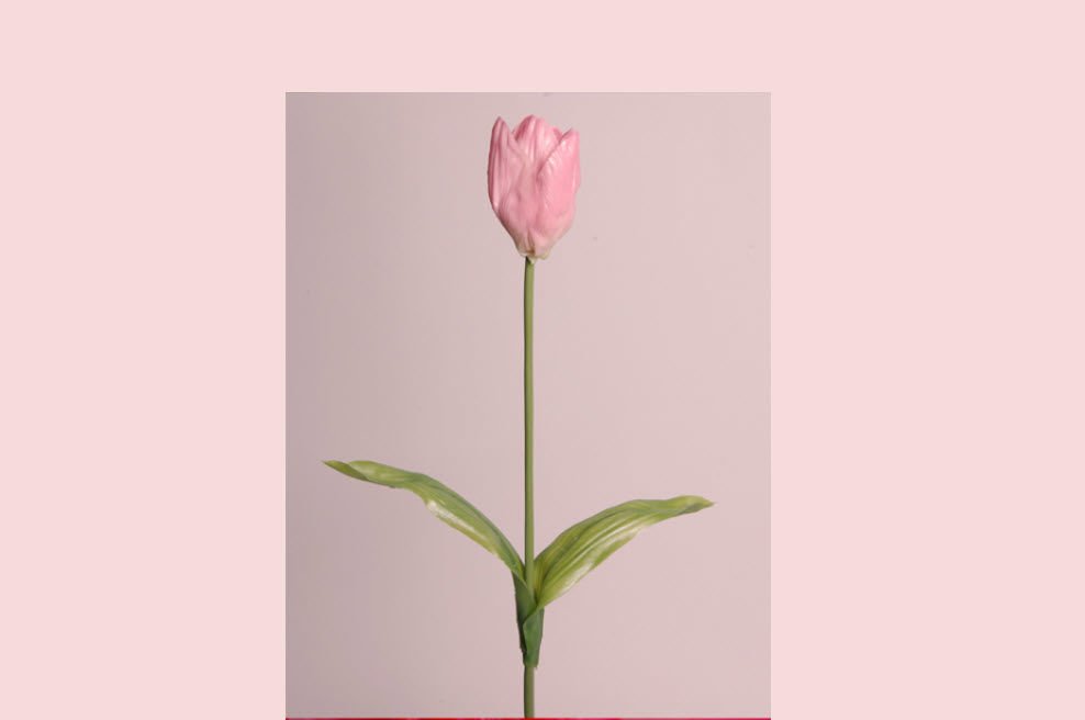 Lale - Pembe