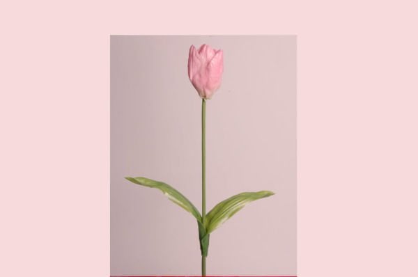 Lale - Pembe