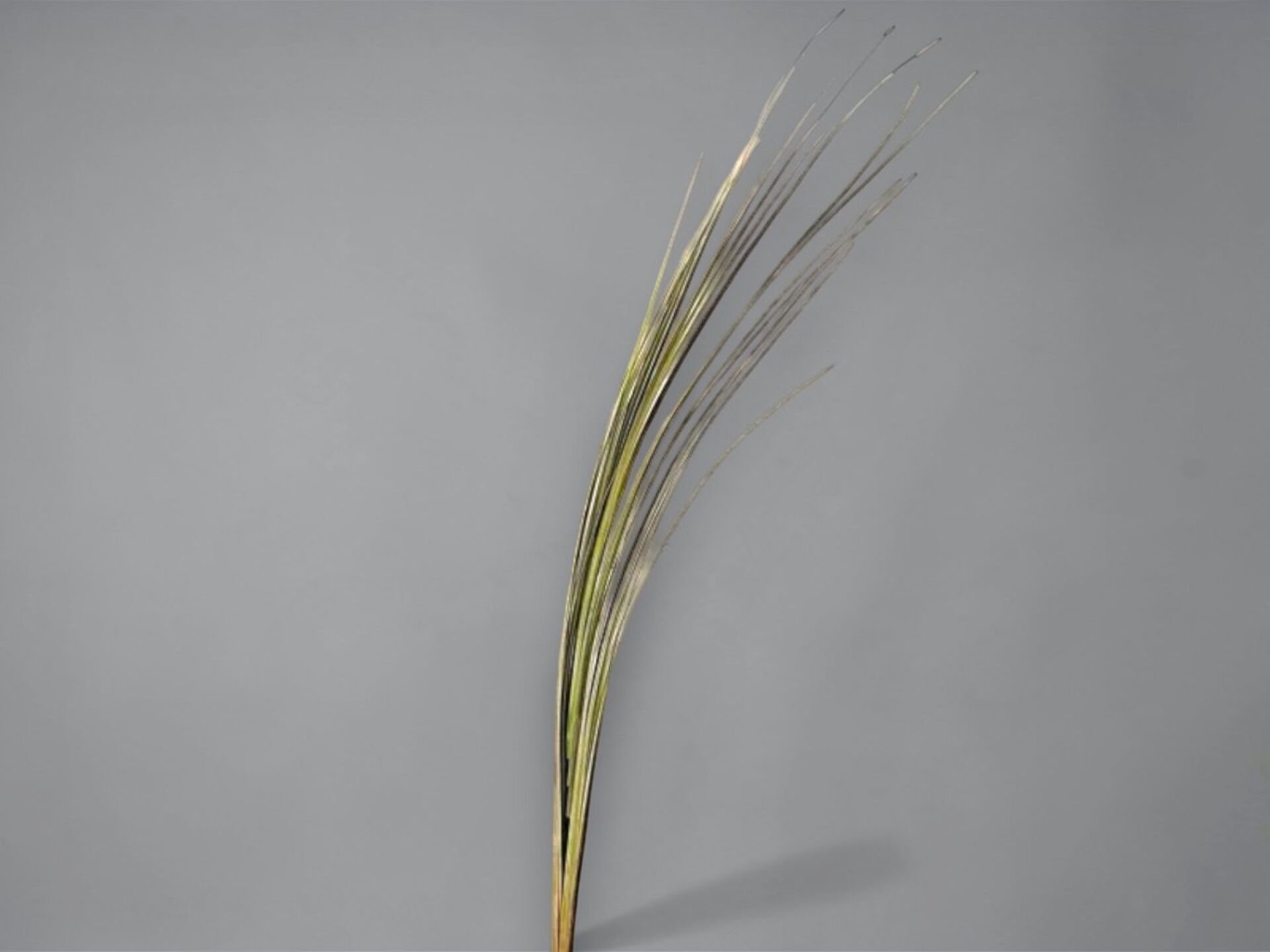 İthal Yapay Pampas Sazlık 108 cm - Lavender Grass