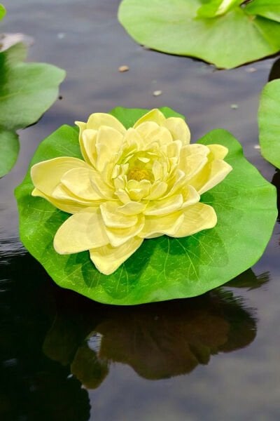 Yapay Nilüfer Lotus Çiçeği 21 cm Krem