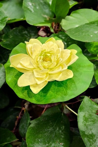 Yapay Nilüfer Lotus Çiçeği 21 cm Krem