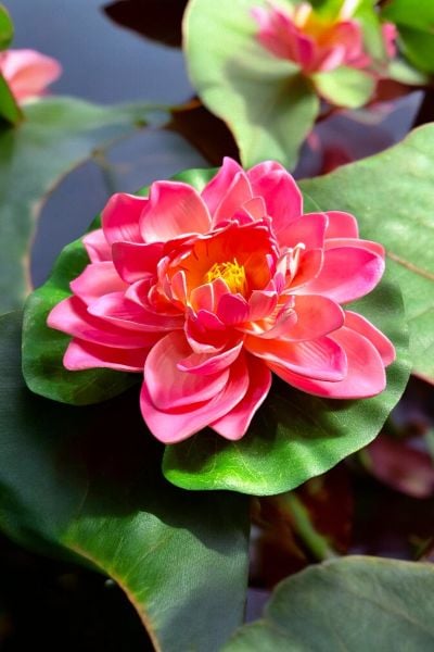 Yapay Nilüfer Çiçeği Lotus Pembe 21cm