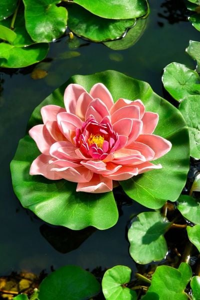 Yapay Nilüfer Çiçeği Lotus Pudra Pembe 21cm