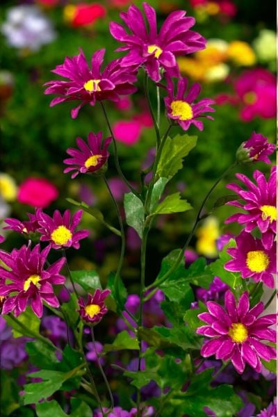 Yapay Çiçek Papatya Violet 57cm