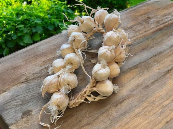 Yapay Sarımsak Salkımı 60cm 18'li