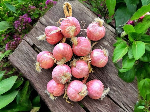 Yapay Soğan Salkımı 65cm 12'li Yapay Soğan Dalı