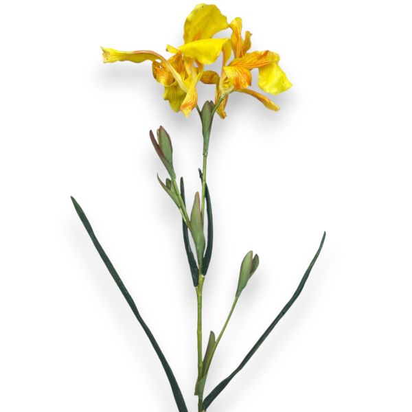 İris Süsen Sarı 70cm