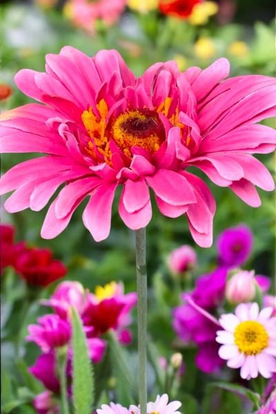 Yapay Çiçek Papatya Gerbera Fuşya 60cm