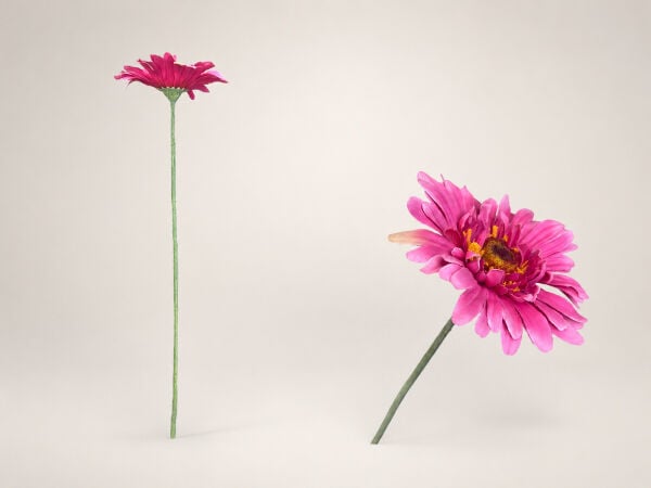 Yapay Gerbera Papatya 60 cm Fuşya