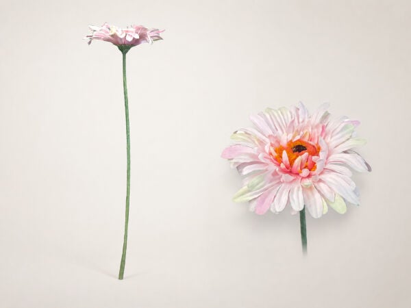 Yapay Gerbera Papatya 60 cm Pembe