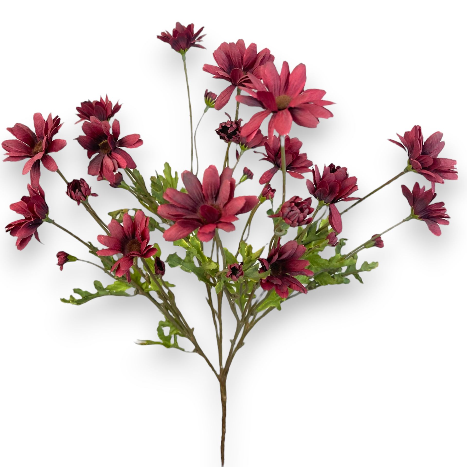 Papatya Demeti Bordo