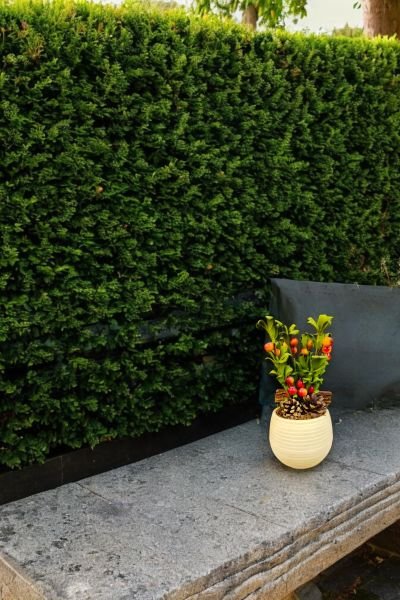 Dekoratif Aranjman Berry