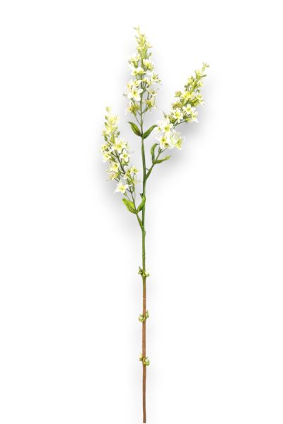 Leylak Beyaz 72cm