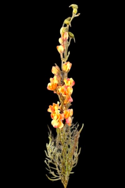 Yapay Çiçek Delfinyum Hezaren 72cm Turuncu