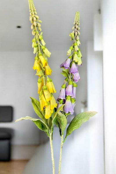 Yüksük Çiçeği Foxglove Lila