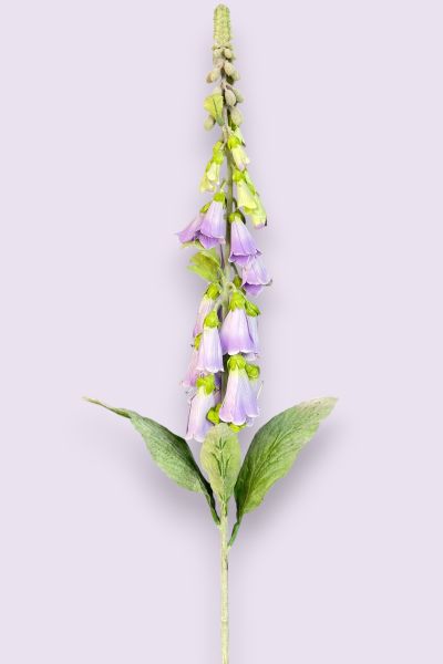 Yüksük Çiçeği Foxglove Lila