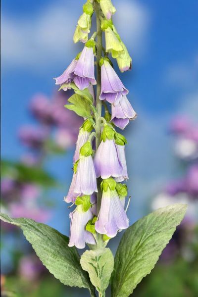 Yüksük Çiçeği Foxglove Lila