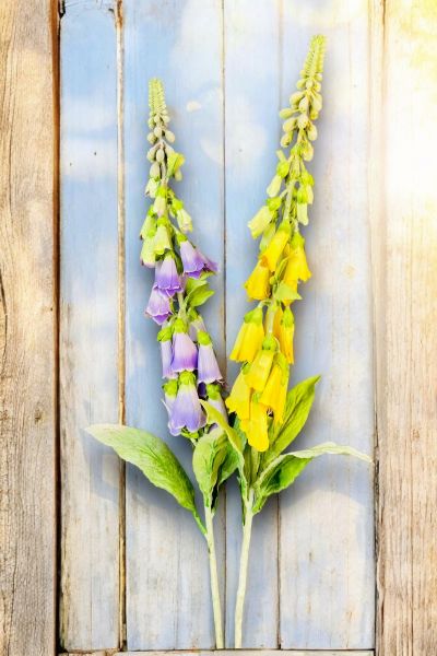Yüksük Çiçeği Foxglove Sarı