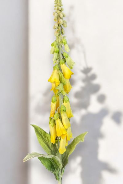Yüksük Çiçeği Foxglove Sarı
