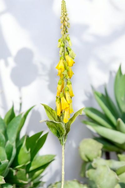 Yüksük Çiçeği Foxglove Sarı
