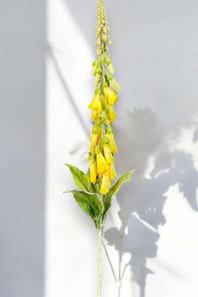 Yüksük Çiçeği Foxglove Sarı