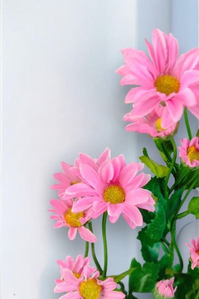 Papatya Pembe 57cm