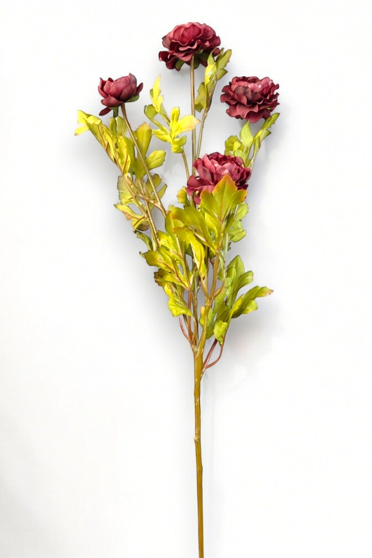 Şakayık Ranunculus Bordo