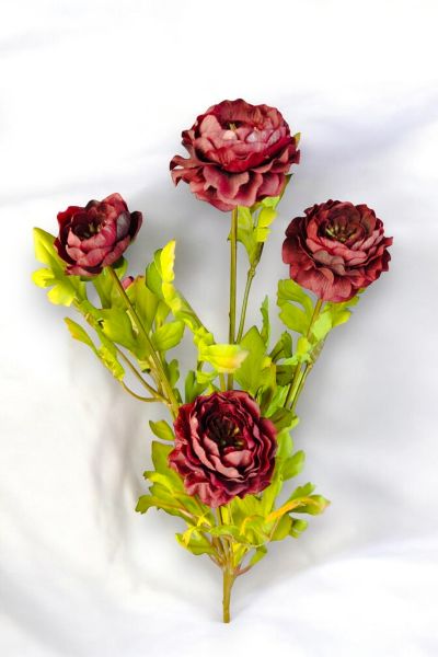 Şakayık Ranunculus Bordo