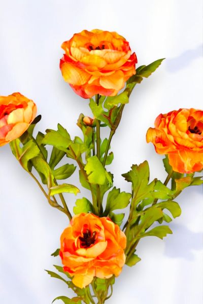 Şakayık Ranunculus Turuncu