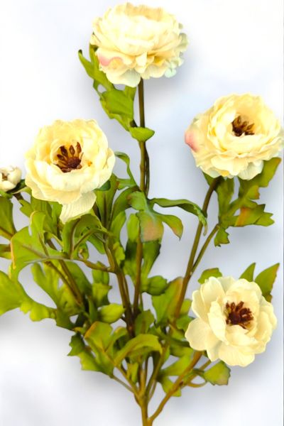 Şakayık Ranunculus Krem