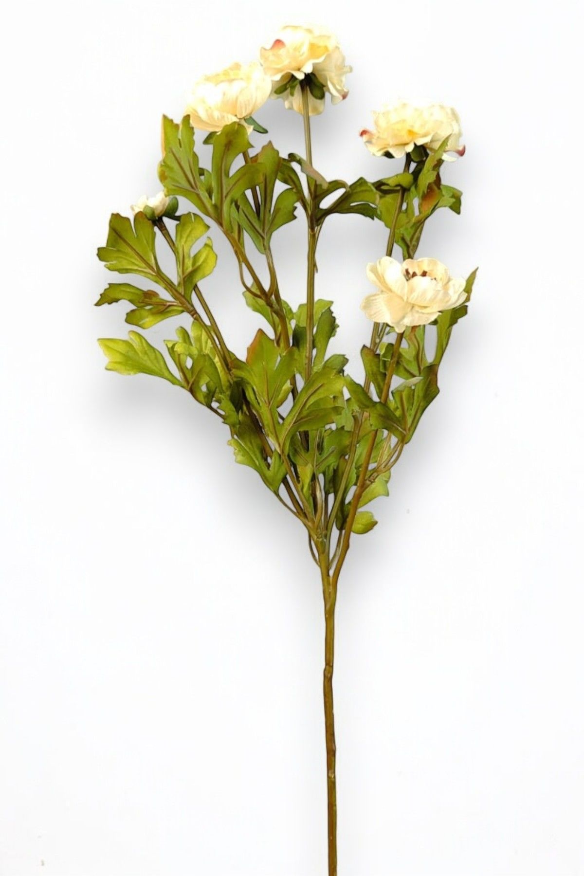 Şakayık Ranunculus Krem