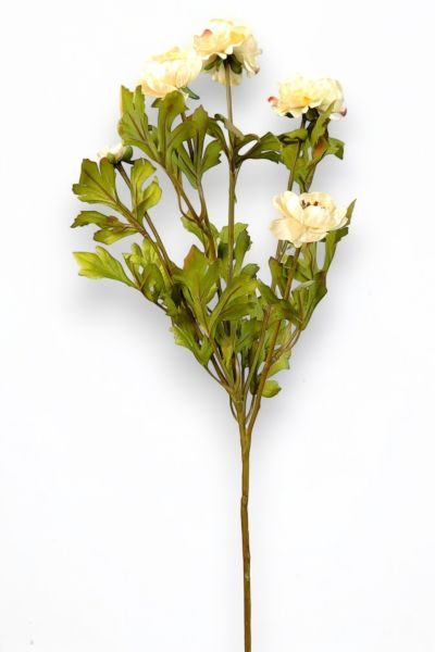 Şakayık Ranunculus Krem