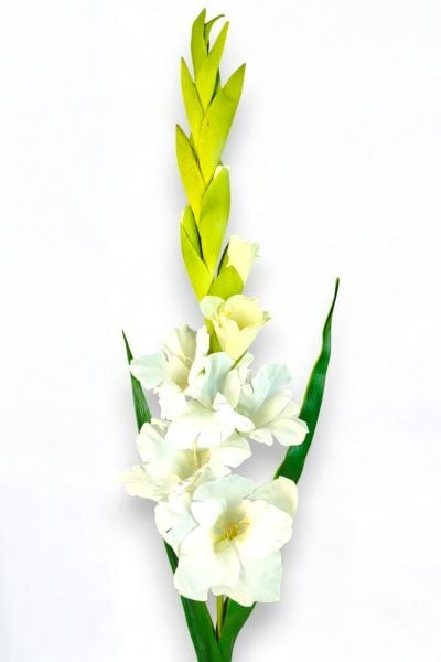 Glayör Gladiola Beyaz 100cm
