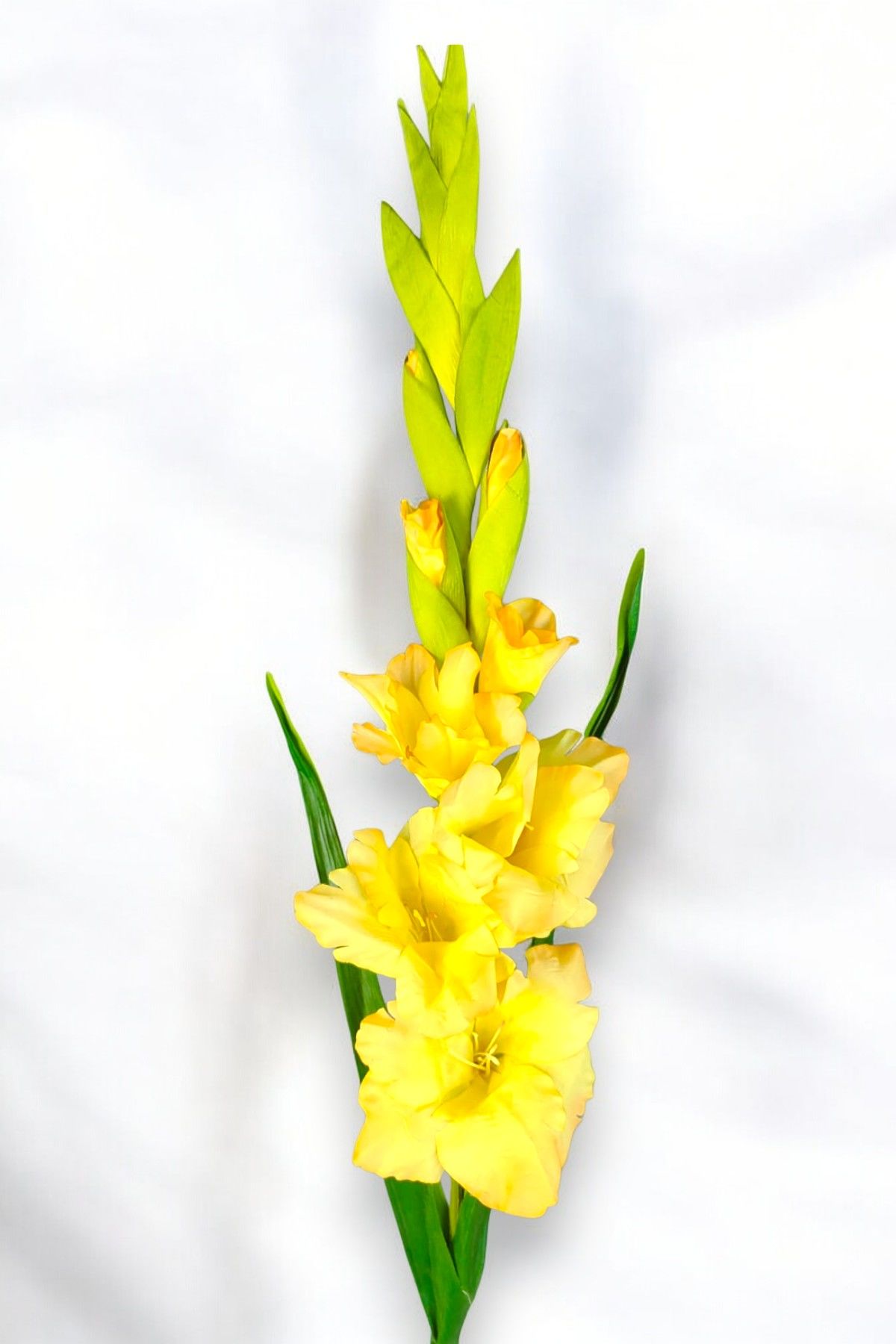 Glayör Gladiola Sarı 100cm