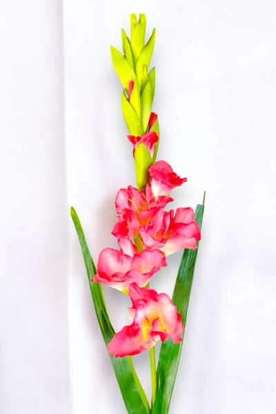 Glayör Gladiola Pembe 100cm